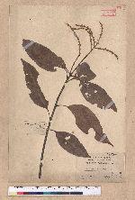Lithocarpus ternaticupula Hayata