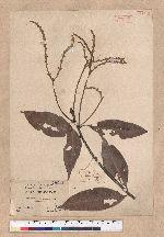 Lithocarpus ternaticupula Hayata