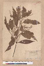 Lithocarpus ternaticupula Hayata