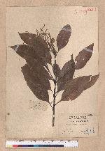 Lithocarpus ternaticupula Hayata
