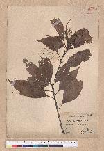 Lithocarpus ternaticupula Hayata