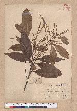 Lithocarpus ternaticupula Hayata