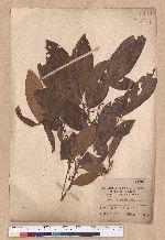 Litsea akoensis Hayata 屏東木薑子