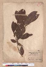 Litsea akoensis Hayata 屏東木薑子