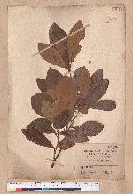 Litsea akoensis Hayata 屏東木薑子