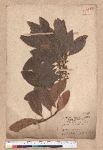 Litsea akoensis Hayata 屏東木薑子