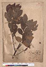 Litsea akoensis Hayata 屏東木薑子