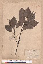 Cinnamomum camphora (L.) Sieb. var. nominale Hayata 鳥樟