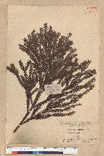 Cryptomeria japonica (L. f.) D. Don 柳杉