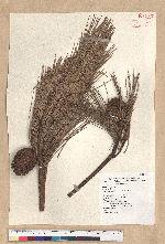 Pinus taiwanensis Hayata 臺灣二葉松