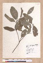 Beilschmiedia tsangii Merr. 廣東(華河)瓊楠