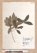 Cyclobalanopsis championii (Benth.) Oerst. ex Schott. 嶺南椆