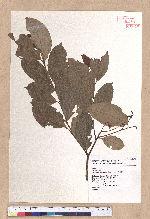Cryptocarya chinensis (Hance) Hemsl. 厚殼桂