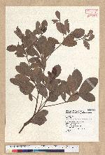 Machilus obovatifolia (Hayata) Kanehira & Sasaki 倒卵葉楠