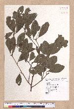 Cinnamomum reticulatum Hayata 土樟