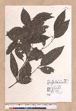 Beilschmiedia erythrophloia Hayata 瓊楠