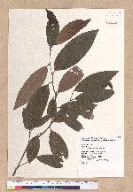 Cryptocarya concinna Hance 海南厚殼桂