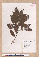 Lindera communis Hemsl. 香葉樹