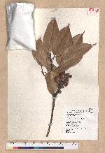 Pasania harlandii (Hance) Oersted 短尾柯