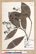 Machilus japonica Siebold et Zucc. var. kusanoi (Hayata) Liao 大葉楠