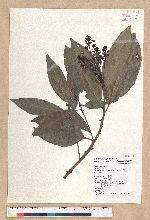 Machilus japonica Siebold et Zucc. var. kusanoi (Hayata) Liao 大葉楠