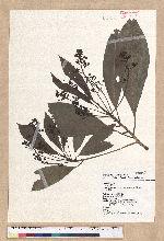 Machilus japonica Siebold et Zucc. var. kusanoi (Hayata) Liao 大葉楠
