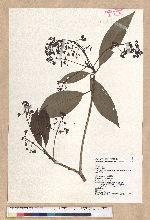 Machilus japonica Siebold et Zucc. var. kusanoi (Hayata) Liao 大葉楠