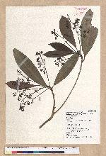 Machilus japonica Siebold et Zucc. var. kusanoi (Hayata) Liao 大葉楠