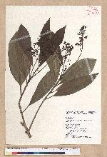 Machilus japonica Siebold et Zucc. var. kusanoi (Hayata) Liao 大葉楠