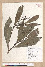Machilus japonica Siebold et Zucc. var. kusanoi (Hayata) Liao 大葉楠