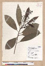 Machilus japonica Siebold et Zucc. var. kusanoi (Hayata) Liao 大葉楠