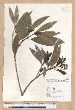 Machilus japonica Siebold et Zucc. var. kusanoi (Hayata) Liao 大葉楠