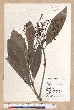 Machilus japonica Siebold et Zucc. var. kusanoi (Hayata) Liao 大葉楠