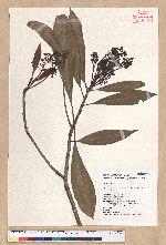 Machilus japonica Siebold et Zucc. var. kusanoi (Hayata) Liao 大葉楠