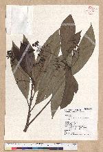 Machilus japonica Siebold et Zucc. var. kusanoi (Hayata) Liao 大葉楠