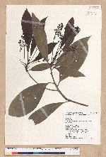 Machilus japonica Siebold et Zucc. var. kusanoi (Hayata) Liao 大葉楠