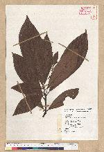 Phoebe formosana (Hayata) Hayata 臺灣雅楠