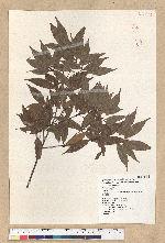 Neolitsea acuminatissima (Hayata) Kanehira et Sasaki 高山新木薑子
