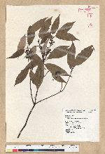 Neolitsea aciculata (Blume) Koidz. 銳葉新木薑子