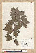 Neolitsea daibuensis Kamikoti 大武新木薑子