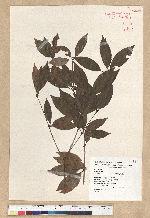 Neolitsea daibuensis Kamikoti 大武新木薑子
