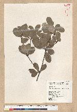 Neolitsea buisanensis Yamamoto & Kamikoti 武威山新木薑子
