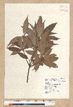 Neolitsea aciculata (Blume) Koidz. 銳葉新木薑子