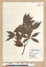 Neolitsea aciculata (Blume) Koidz. 銳葉新木薑子
