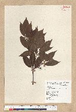 Neolitsea acuminatissima (Hayata) Kanehira et Sasaki 高山新木薑子