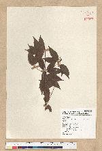 Neolitsea acuminatissima (Hayata) Kanehira et Sasaki 高山新木薑子