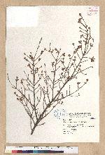 Tsuga chinensis (Franch.) Pritz. ex Diels var. formosana (Hayata) Li & Keng 臺灣鐵杉