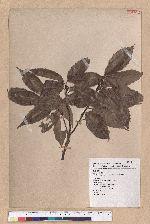 Cyclobalanopsis glauca (Thunb.) Oerst. 青剛櫟
