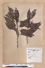 Cyclobalanopsis glauca (Thunb.) Oerst. 青剛櫟