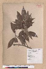 Cyclobalanopsis glauca (Thunb.) Oerst. 青剛櫟